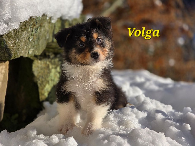 VOLGA