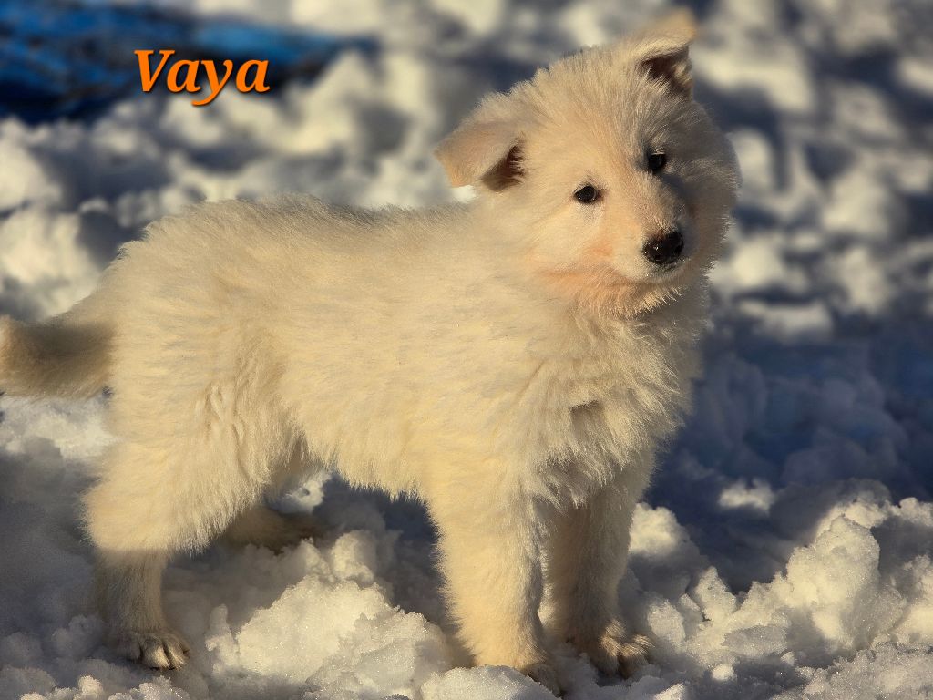 Des Hauts De Menaurupt - Chiot disponible  - Berger Blanc Suisse