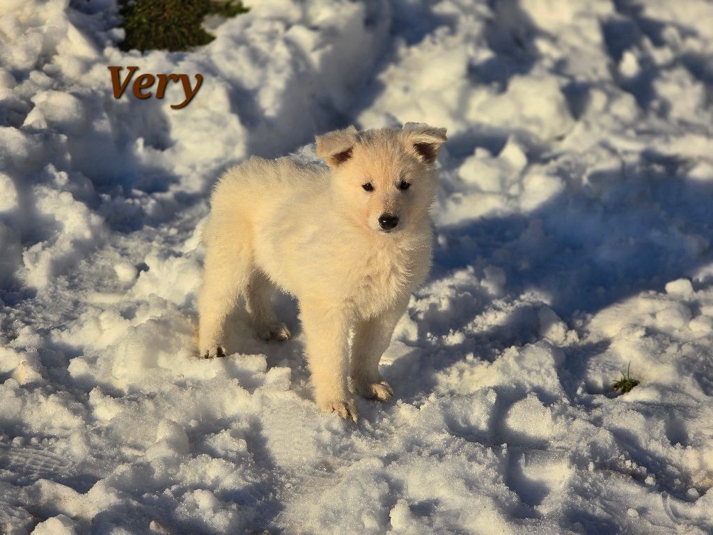 Des Hauts De Menaurupt - Chiot disponible  - Berger Blanc Suisse