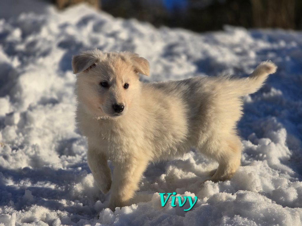 Des Hauts De Menaurupt - Chiot disponible  - Berger Blanc Suisse