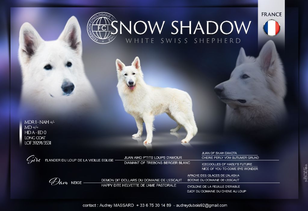 Snow shadow (Sans Affixe)