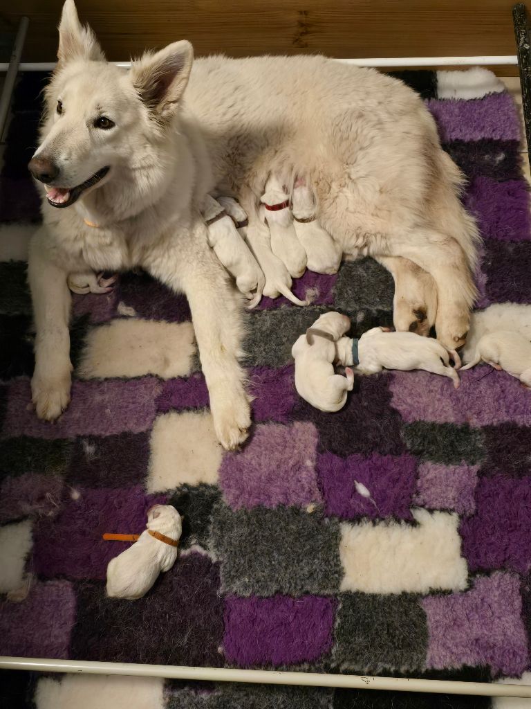 Chiot Berger Blanc Suisse Des Hauts De Menaurupt