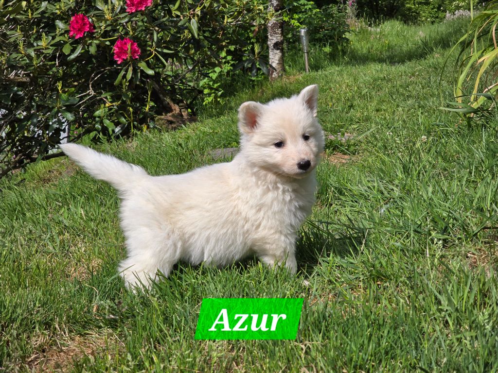 Des Hauts De Menaurupt - Chiots disponibles - Berger Blanc Suisse