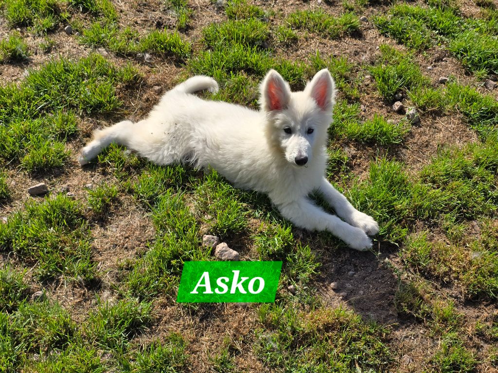 Des Hauts De Menaurupt - Chiots disponibles - Berger Blanc Suisse