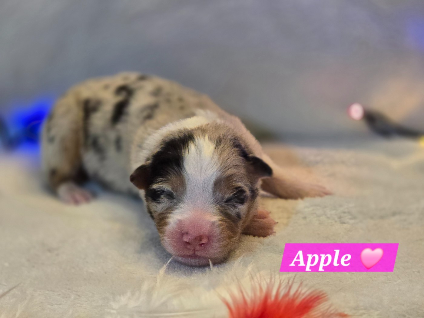 Des Hauts De Menaurupt - Chiots disponibles - Berger Australien