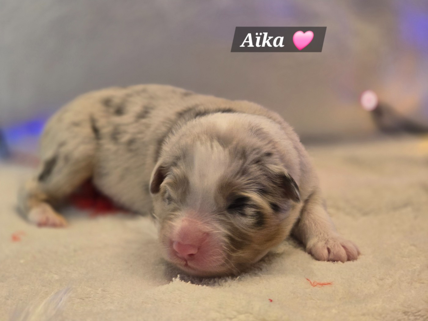 Des Hauts De Menaurupt - Chiots disponibles - Berger Australien