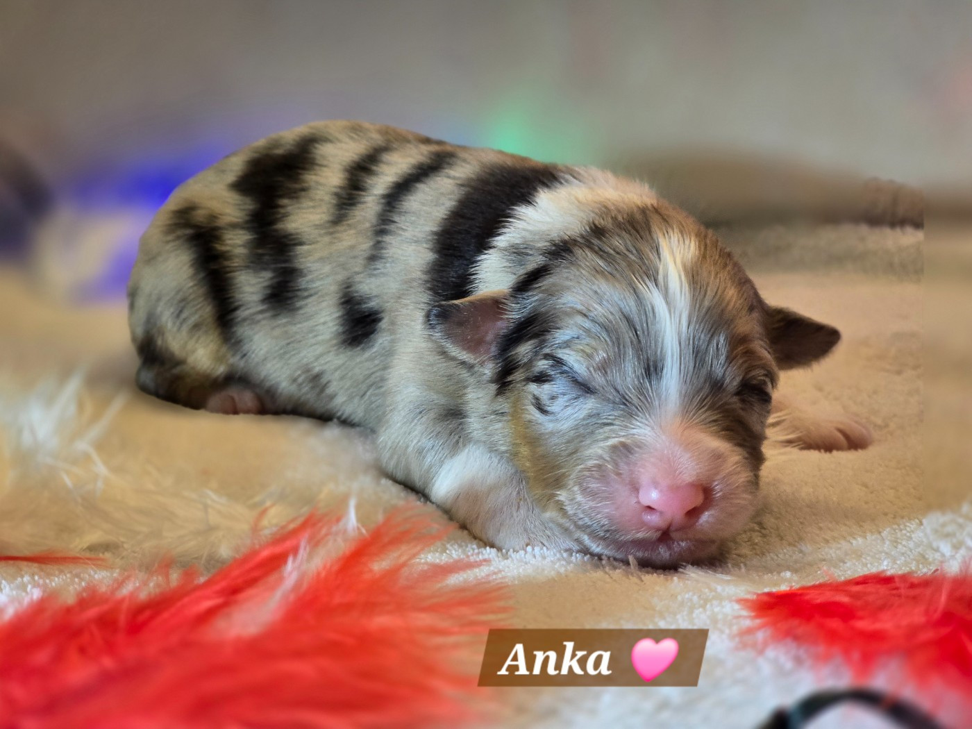 Des Hauts De Menaurupt - Chiots disponibles - Berger Australien