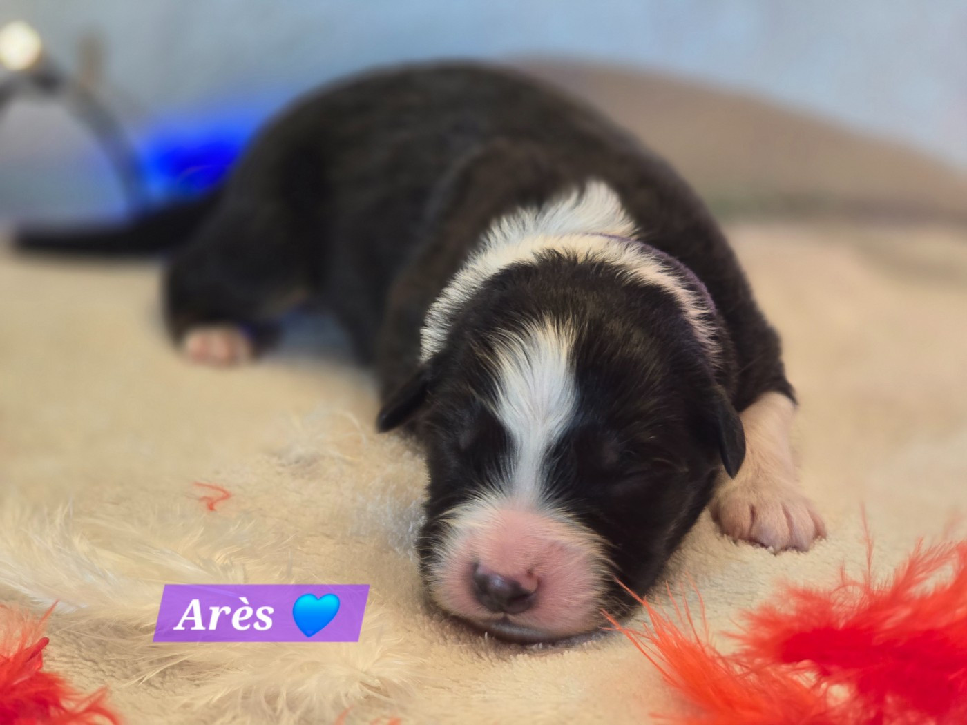 Des Hauts De Menaurupt - Chiots disponibles - Berger Australien