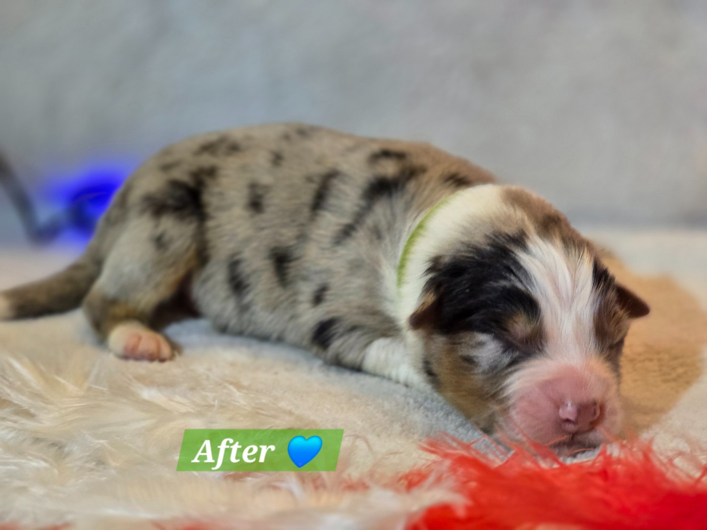 Des Hauts De Menaurupt - Chiots disponibles - Berger Australien