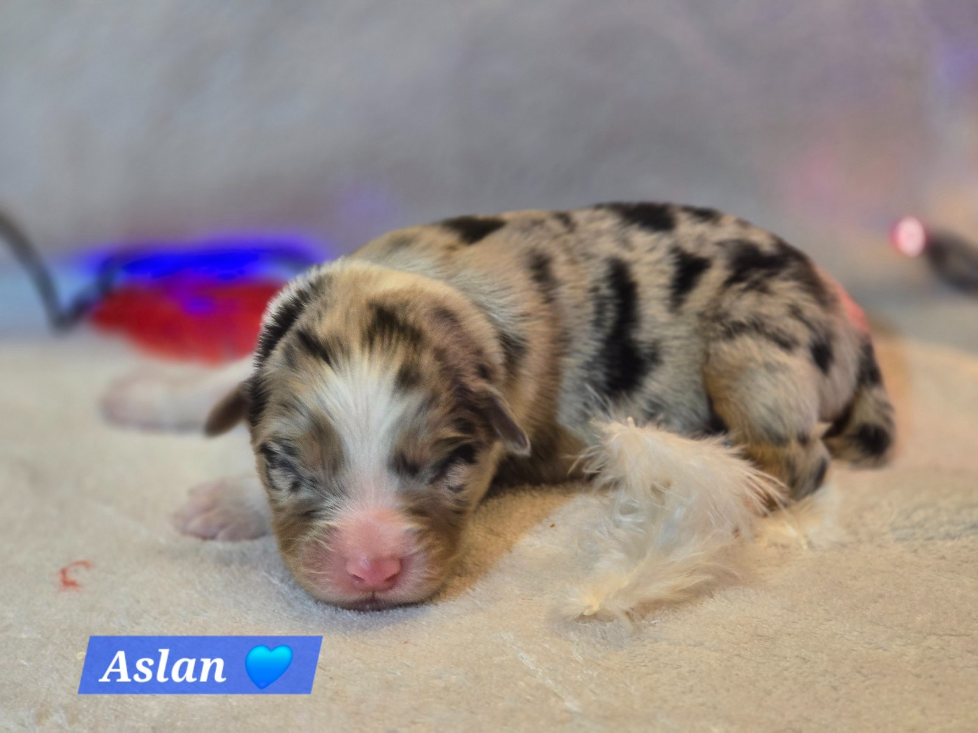 Des Hauts De Menaurupt - Chiots disponibles - Berger Australien