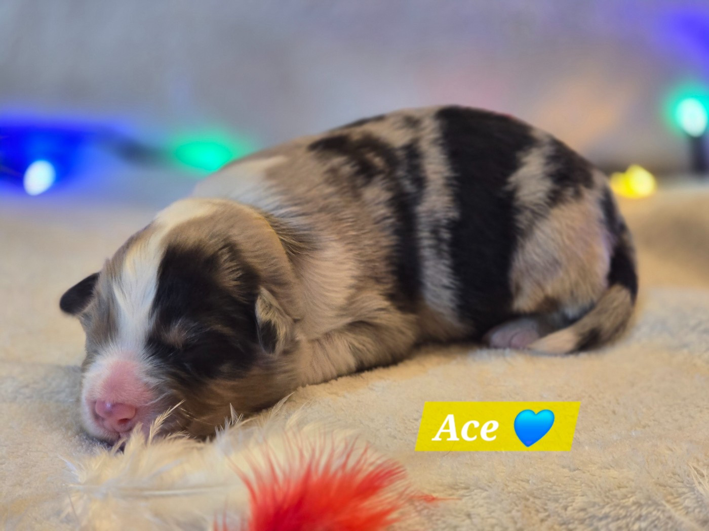 Des Hauts De Menaurupt - Chiots disponibles - Berger Australien