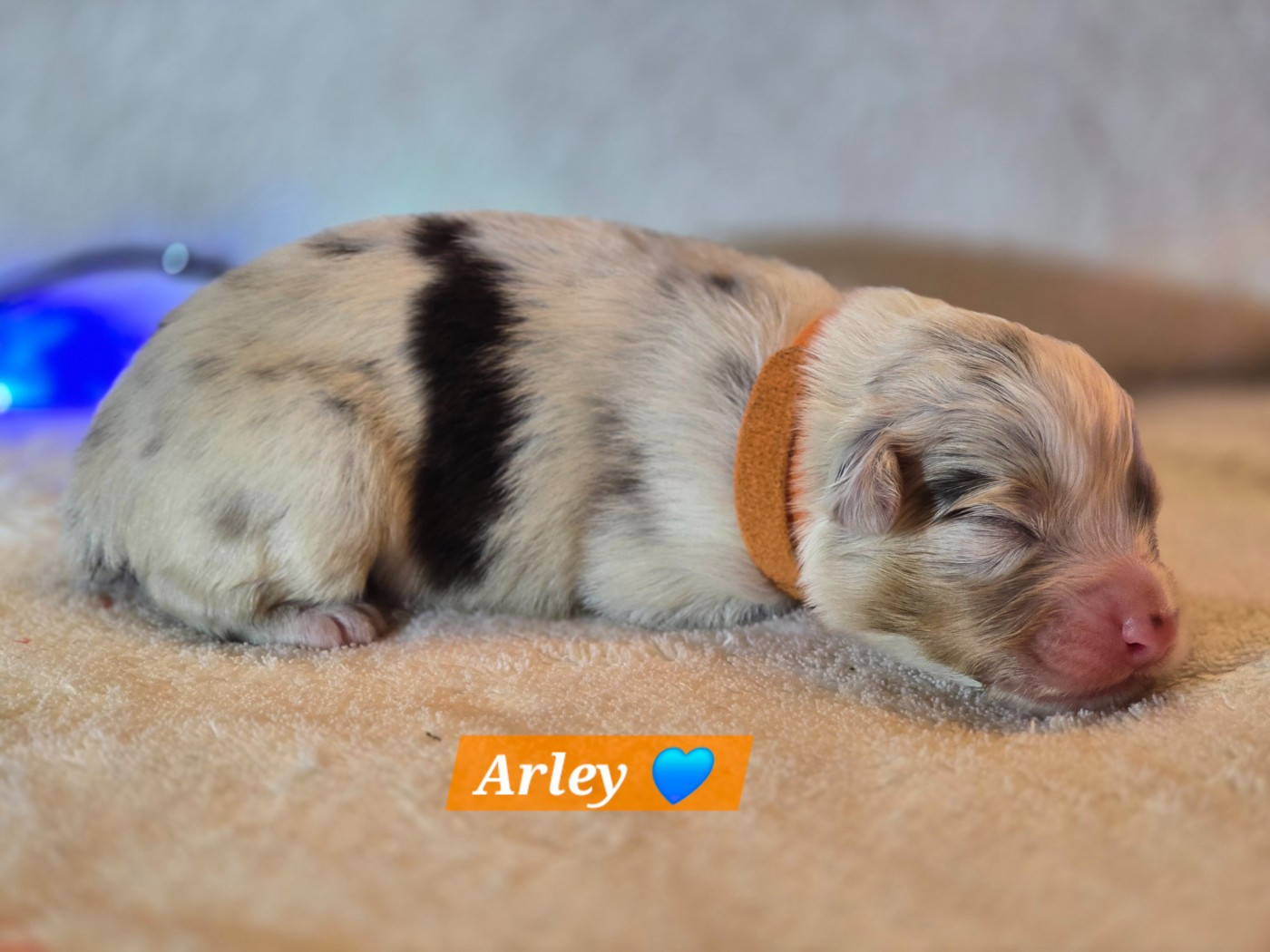 Des Hauts De Menaurupt - Chiots disponibles - Berger Australien