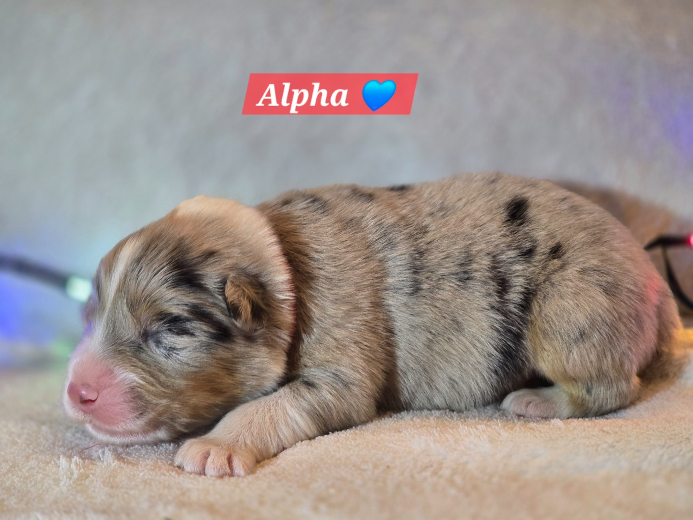 Des Hauts De Menaurupt - Chiots disponibles - Berger Australien