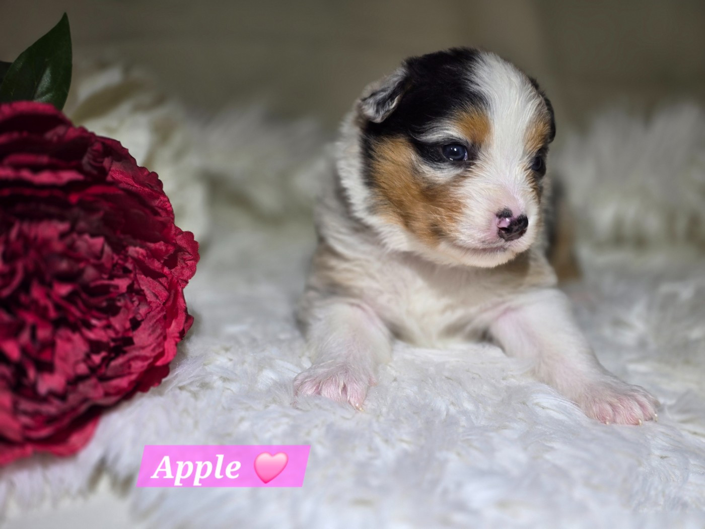 Des Hauts De Menaurupt - Chiots disponibles - Berger Australien