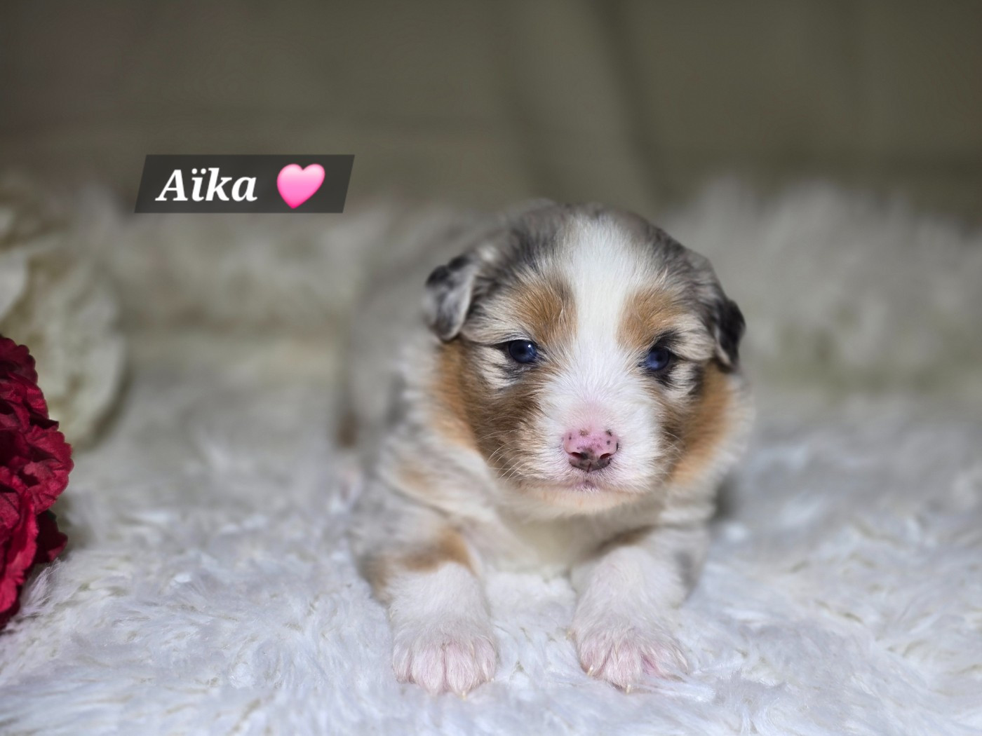 Des Hauts De Menaurupt - Chiots disponibles - Berger Australien