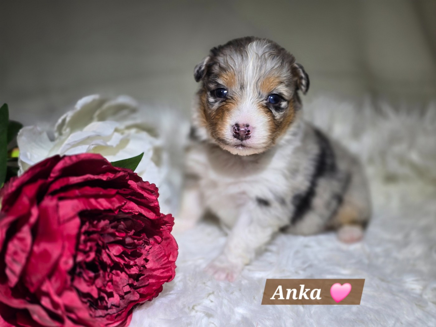 Des Hauts De Menaurupt - Chiots disponibles - Berger Australien