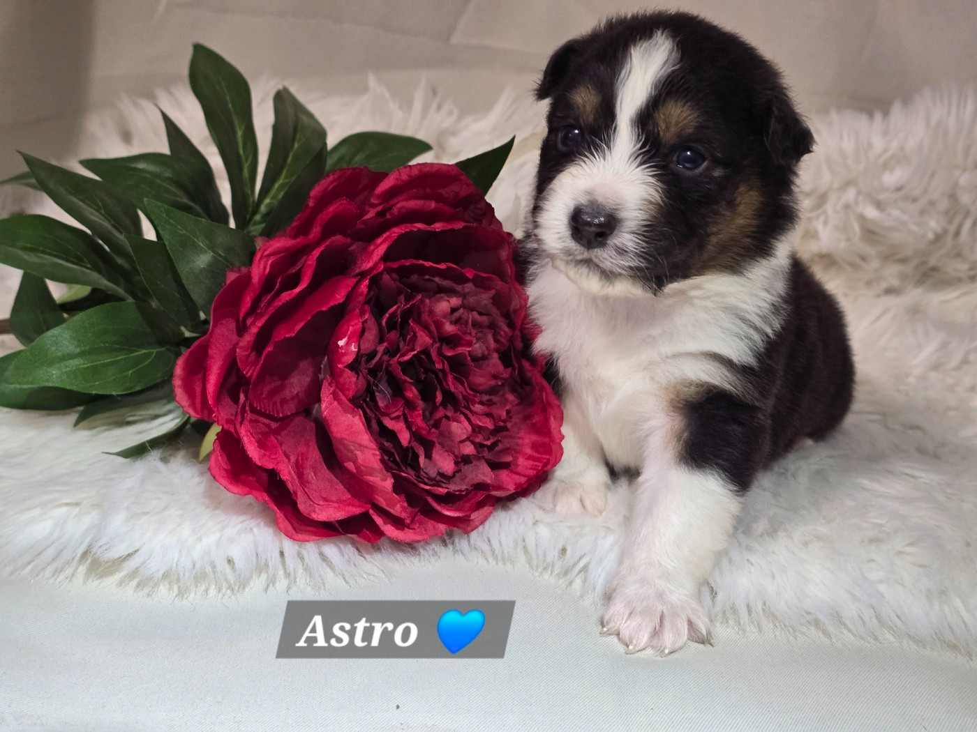 Des Hauts De Menaurupt - Chiots disponibles - Berger Australien