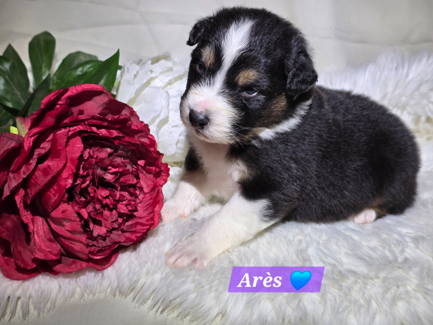 Des Hauts De Menaurupt - Chiots disponibles - Berger Australien