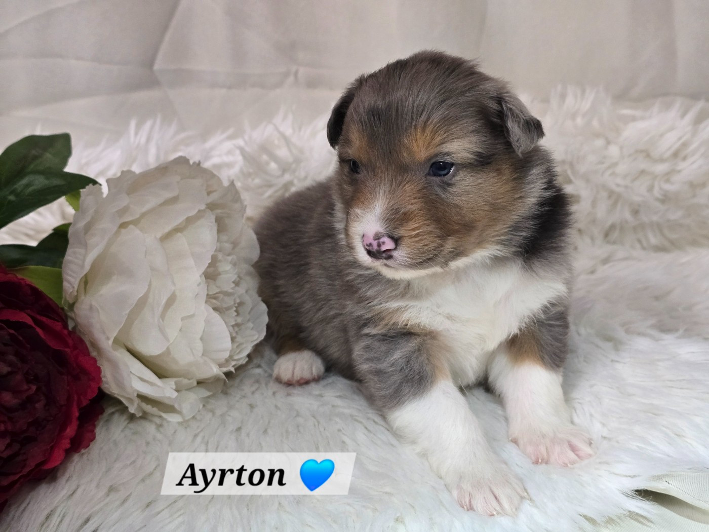 Des Hauts De Menaurupt - Chiots disponibles - Berger Australien