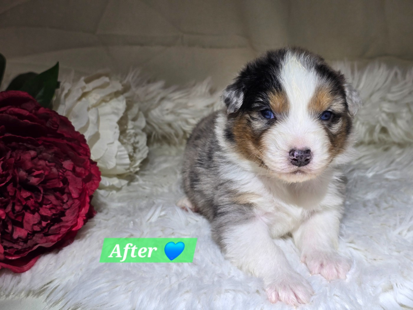 Des Hauts De Menaurupt - Chiots disponibles - Berger Australien