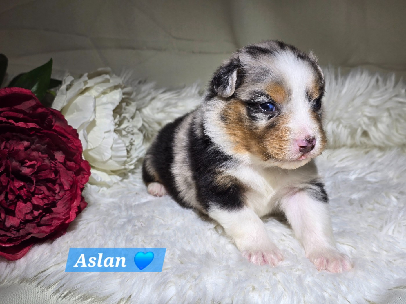 Des Hauts De Menaurupt - Chiots disponibles - Berger Australien