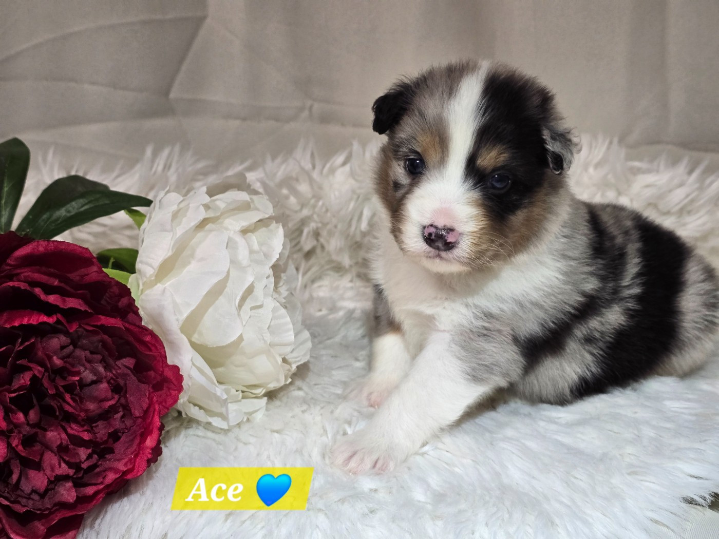 Des Hauts De Menaurupt - Chiots disponibles - Berger Australien