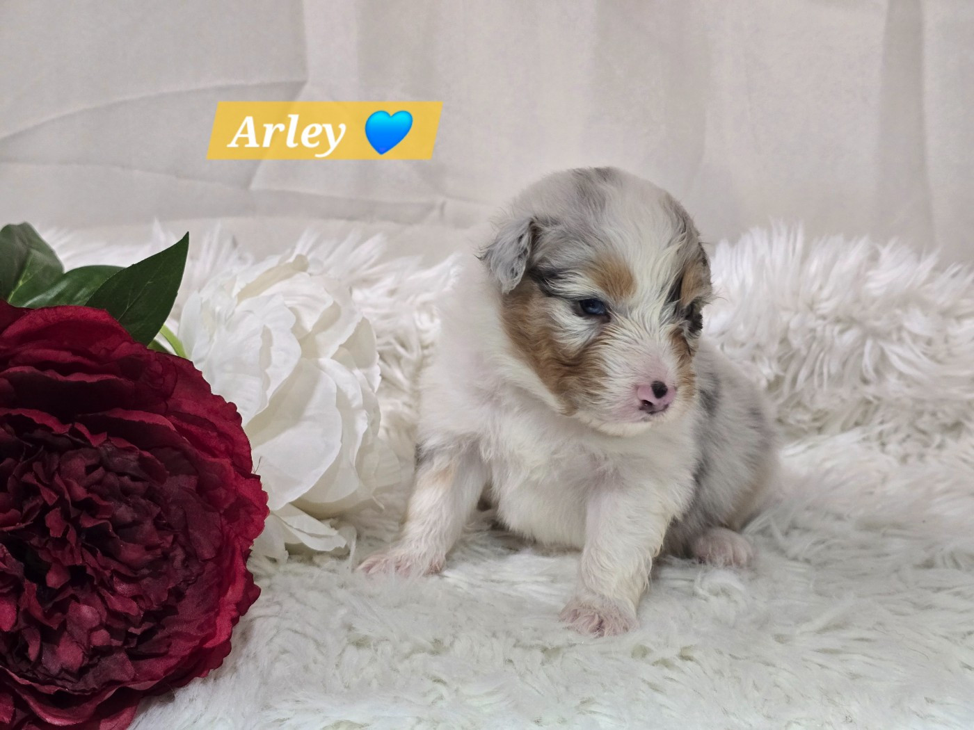 Des Hauts De Menaurupt - Chiots disponibles - Berger Australien