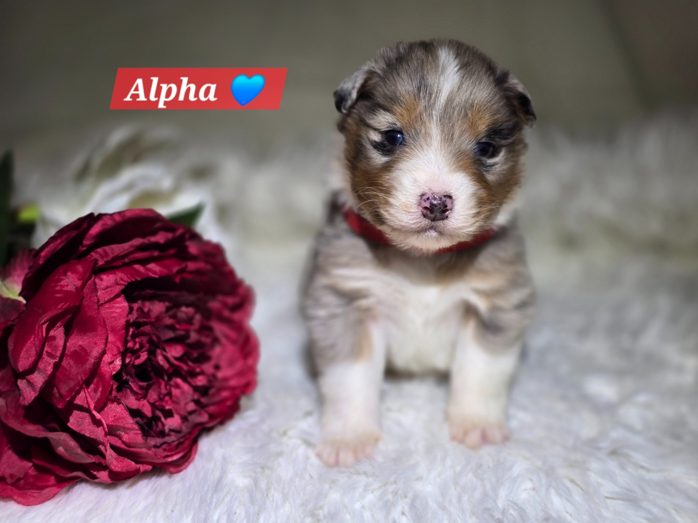 Des Hauts De Menaurupt - Chiots disponibles - Berger Australien