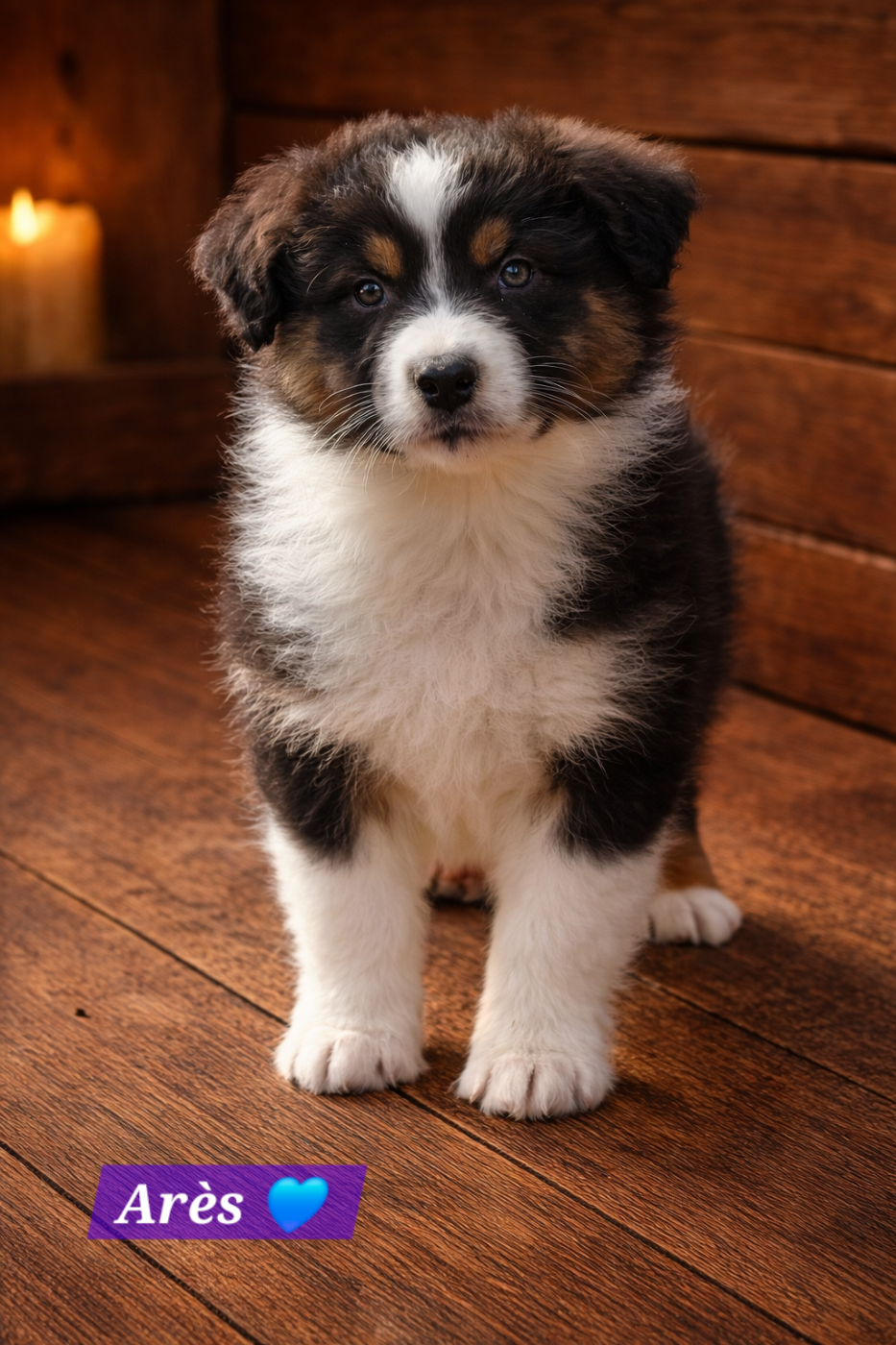 Des Hauts De Menaurupt - Chiots disponibles - Berger Australien