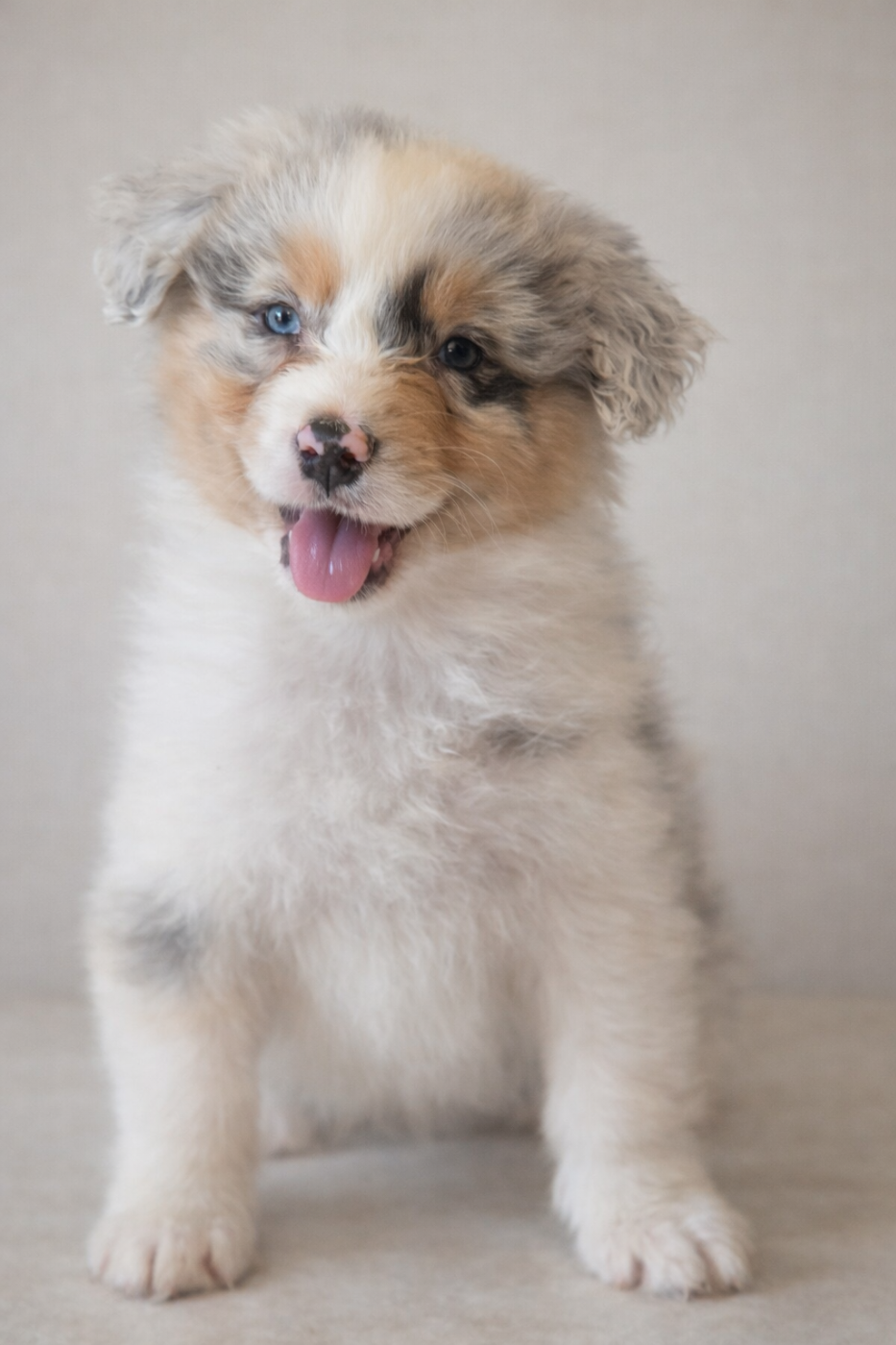 Des Hauts De Menaurupt - Chiots disponibles - Berger Australien