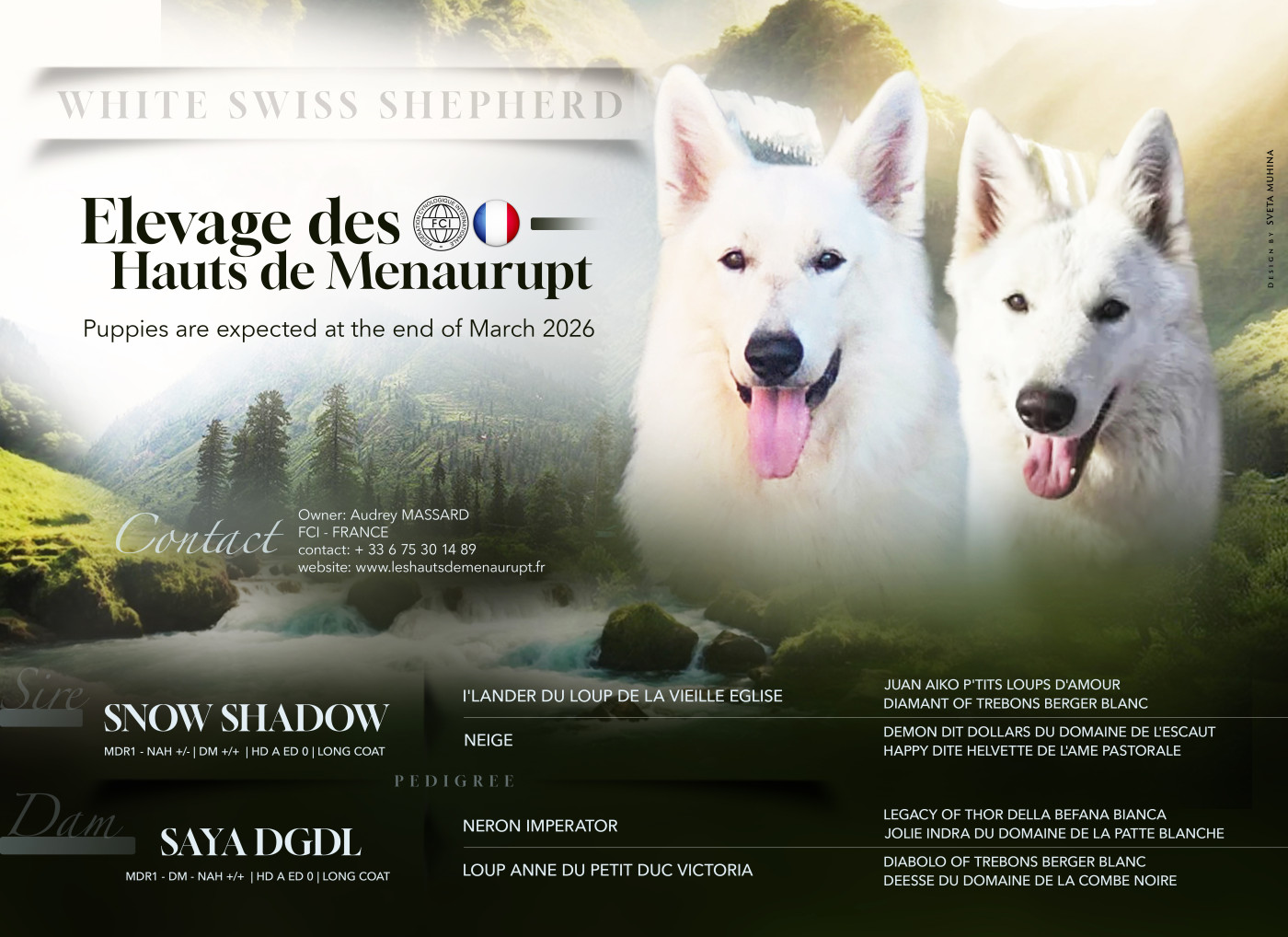 Chiot Berger Blanc Suisse Des Hauts De Menaurupt