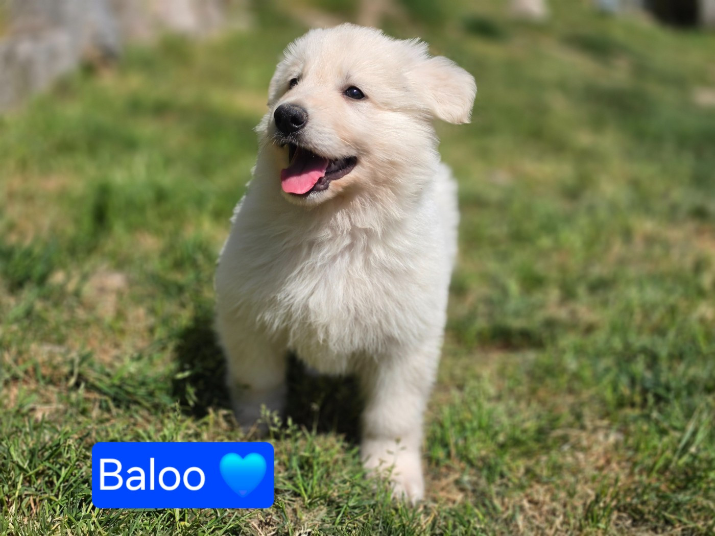 Des Hauts De Menaurupt - Chiots disponibles - Berger Blanc Suisse