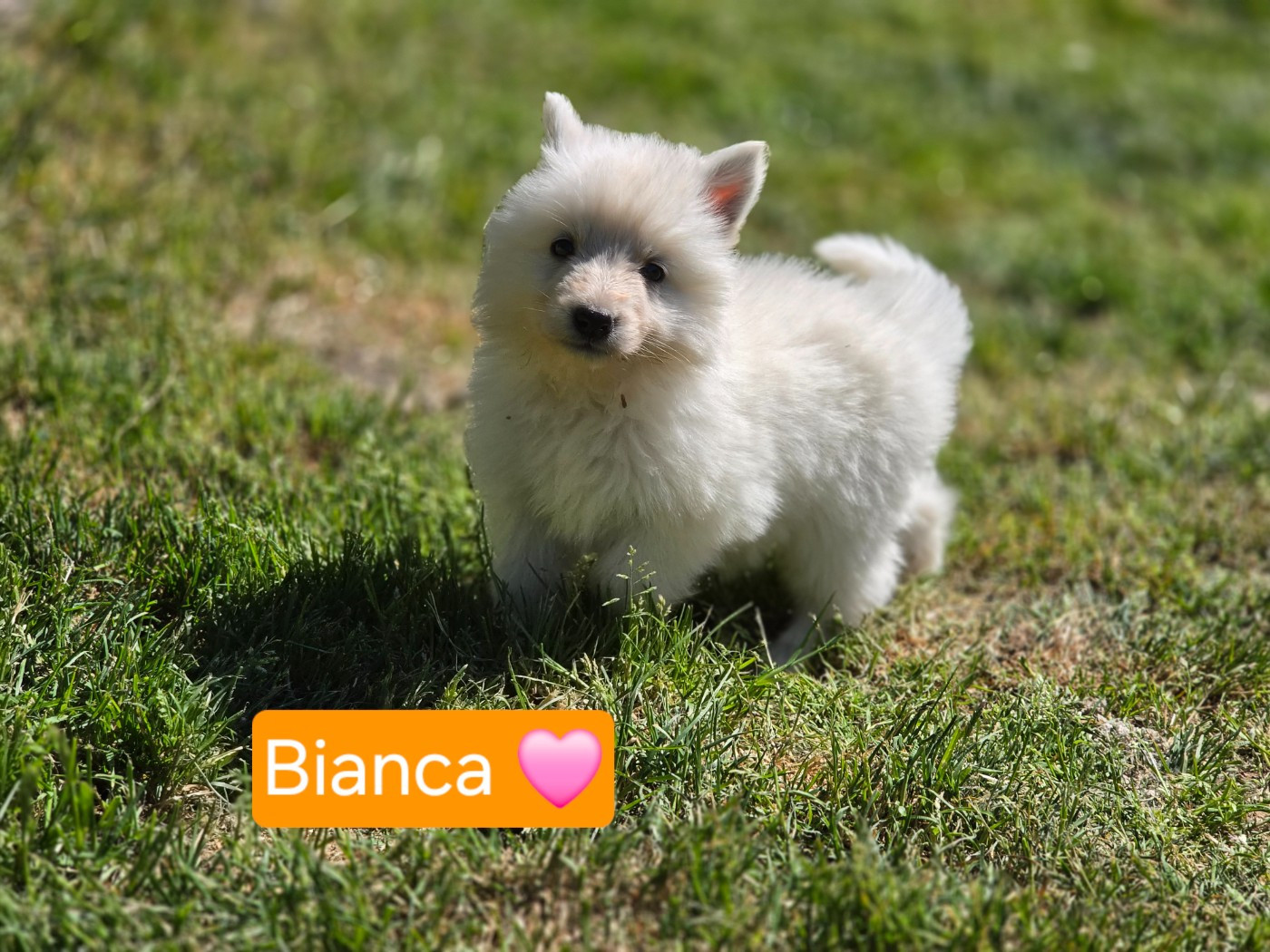 Des Hauts De Menaurupt - Chiots disponibles - Berger Blanc Suisse