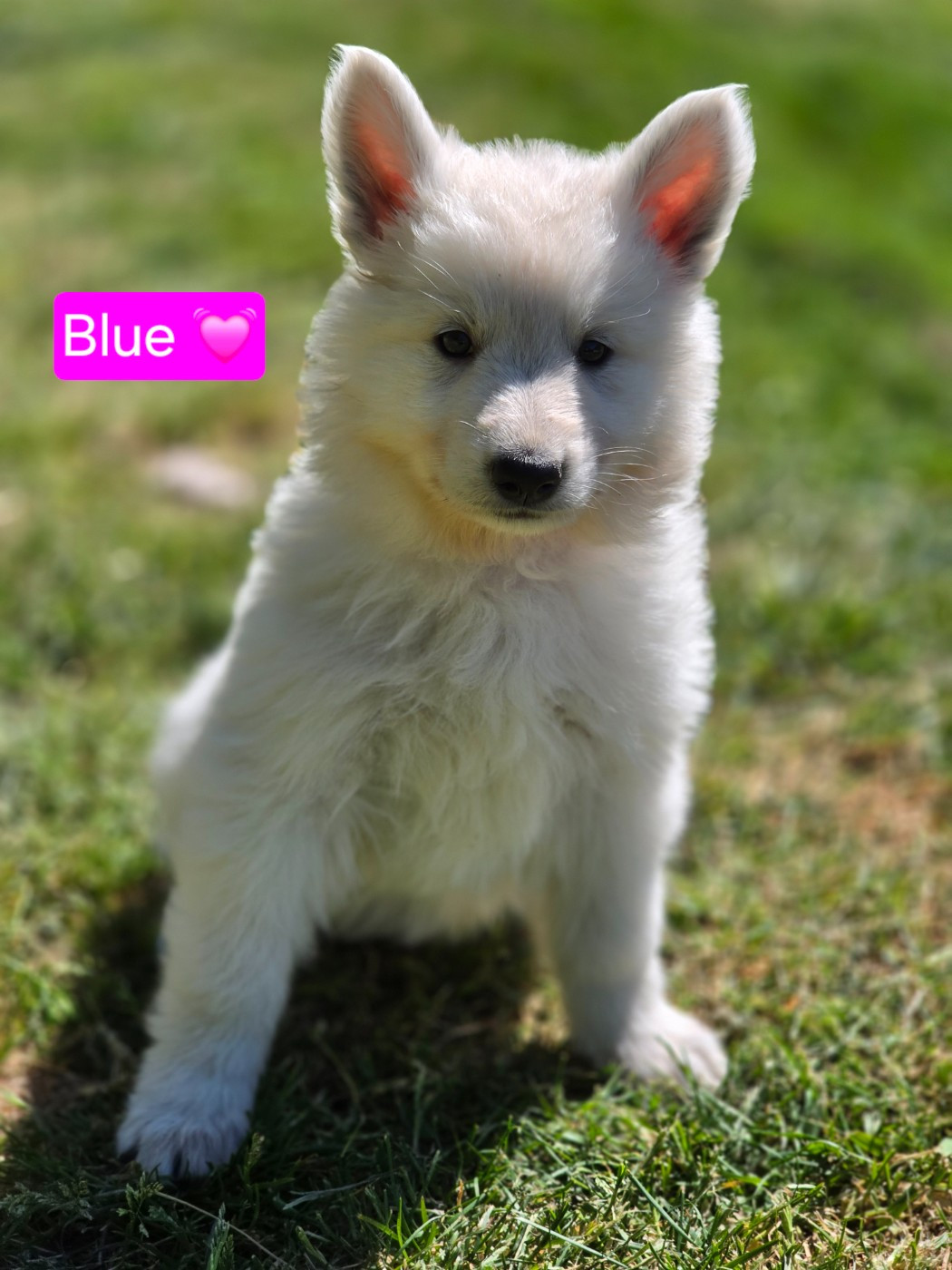Des Hauts De Menaurupt - Chiots disponibles - Berger Blanc Suisse