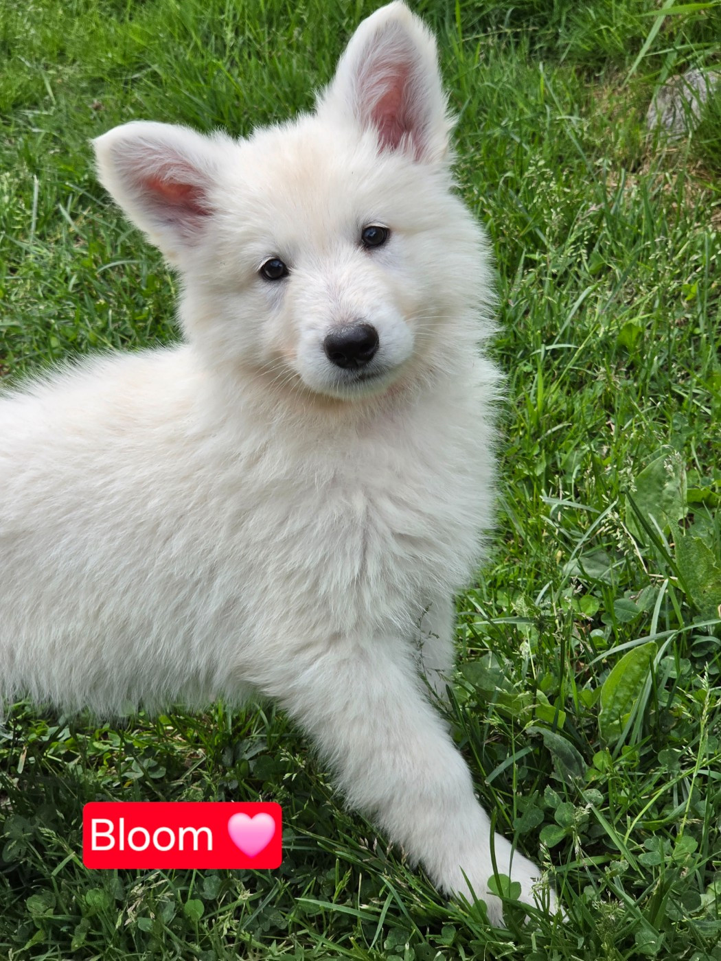 Des Hauts De Menaurupt - Chiots disponibles - Berger Blanc Suisse