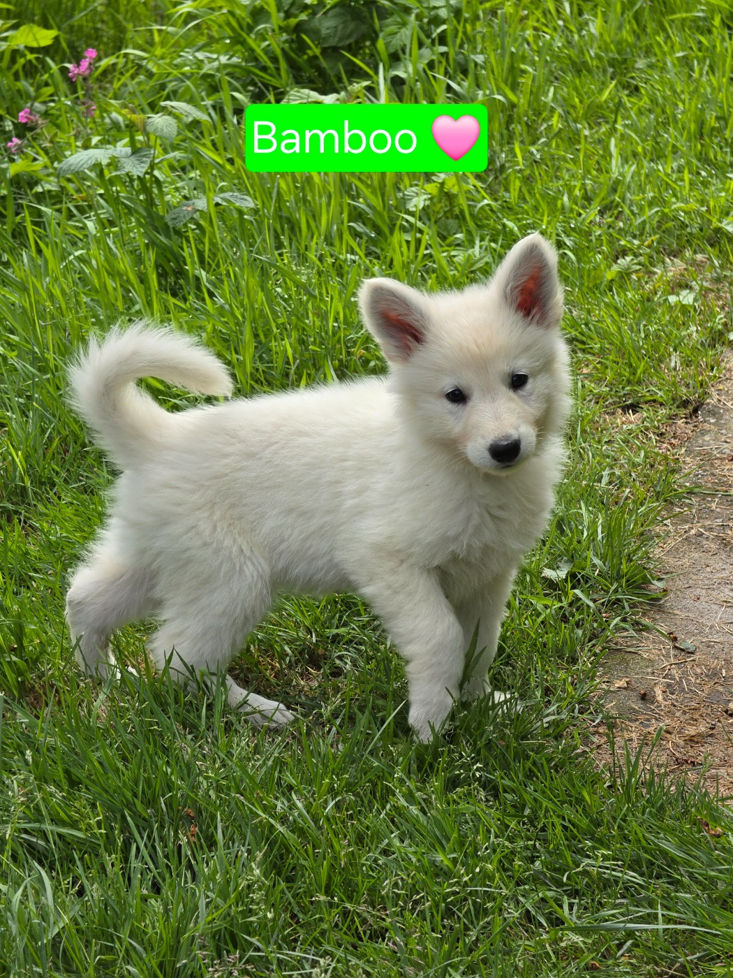Des Hauts De Menaurupt - Chiots disponibles - Berger Blanc Suisse