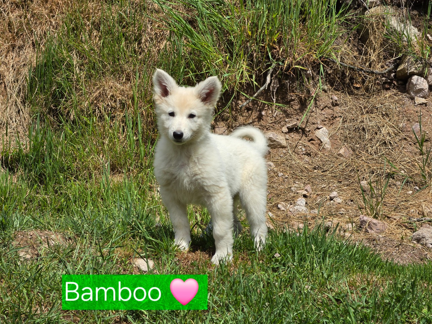 Des Hauts De Menaurupt - Chiots disponibles - Berger Blanc Suisse