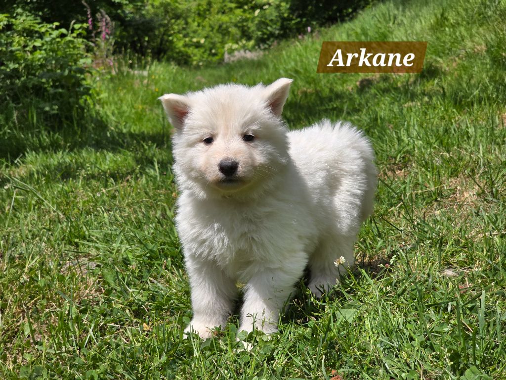 Des Hauts De Menaurupt - Chiots disponibles - Berger Blanc Suisse