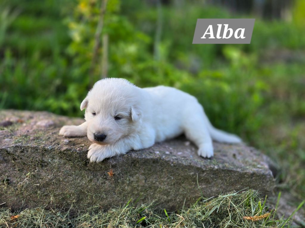 Des Hauts De Menaurupt - Chiots disponibles - Berger Blanc Suisse
