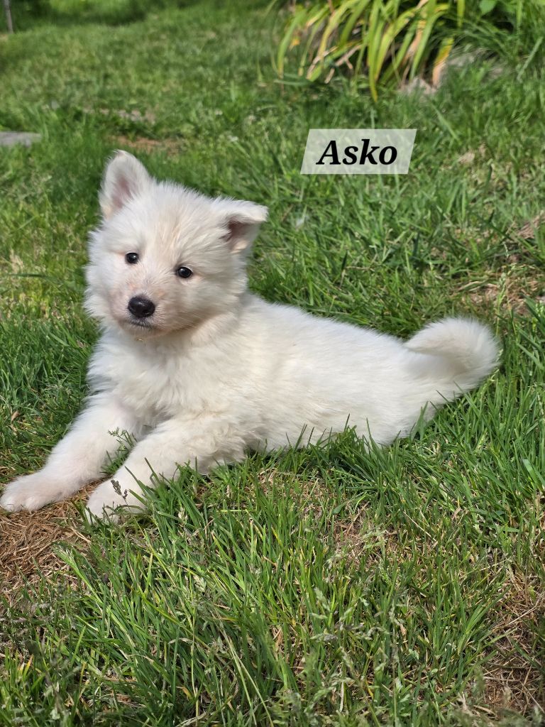 Des Hauts De Menaurupt - Chiots disponibles - Berger Blanc Suisse