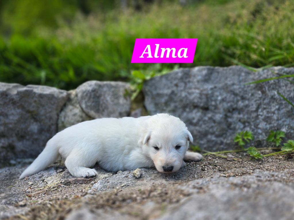 Des Hauts De Menaurupt - Chiots disponibles - Berger Blanc Suisse