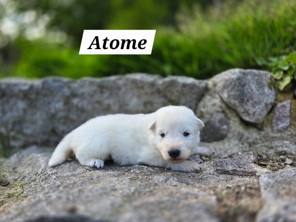 Des Hauts De Menaurupt - Chiots disponibles - Berger Blanc Suisse