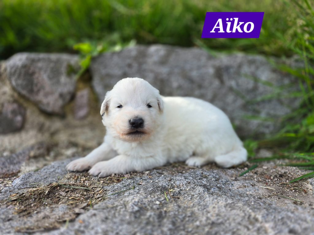 Des Hauts De Menaurupt - Chiots disponibles - Berger Blanc Suisse