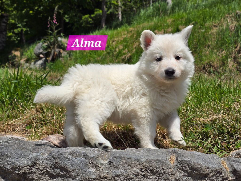 Des Hauts De Menaurupt - Chiots disponibles - Berger Blanc Suisse