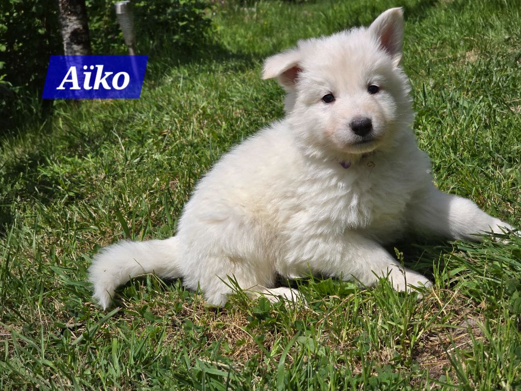 Des Hauts De Menaurupt - Chiots disponibles - Berger Blanc Suisse