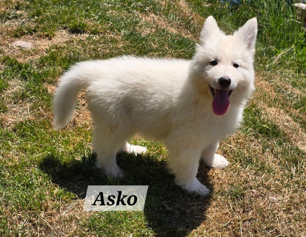 Des Hauts De Menaurupt - Chiots disponibles - Berger Blanc Suisse
