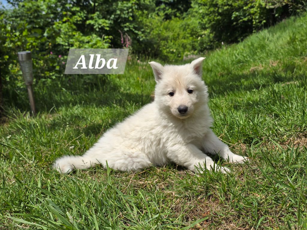 Des Hauts De Menaurupt - Chiots disponibles - Berger Blanc Suisse