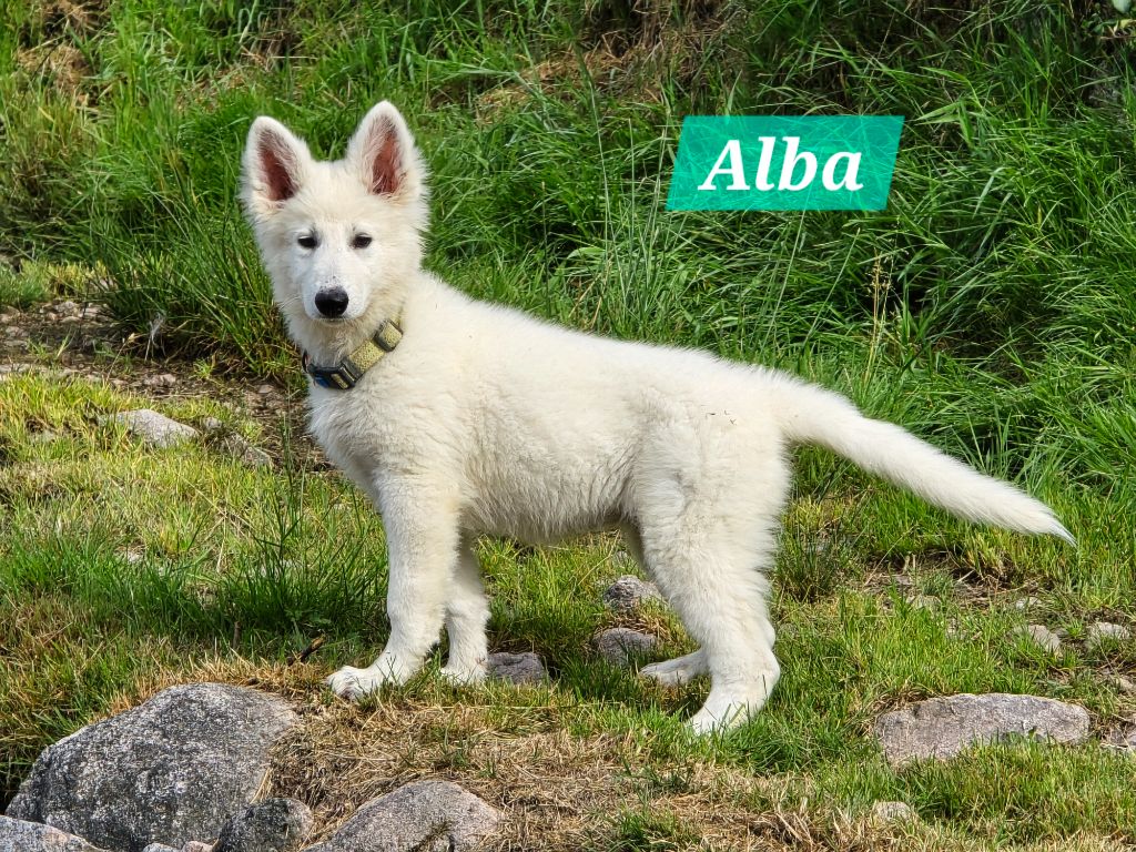 Des Hauts De Menaurupt - Chiots disponibles - Berger Blanc Suisse