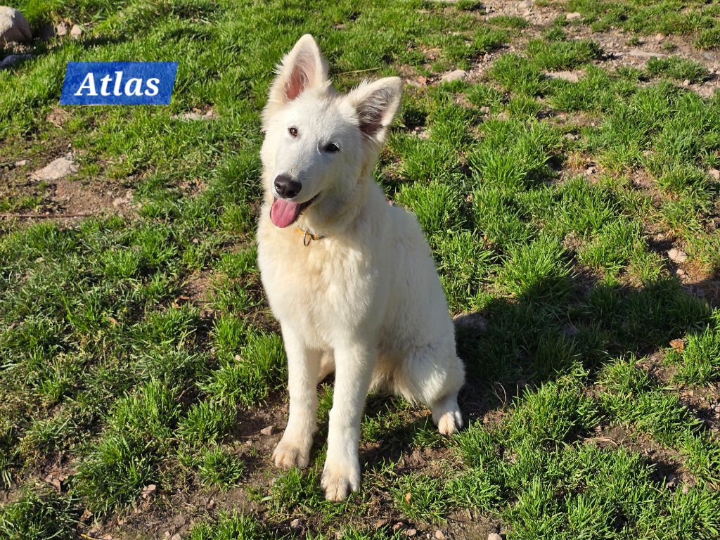 Des Hauts De Menaurupt - Chiots disponibles - Berger Blanc Suisse