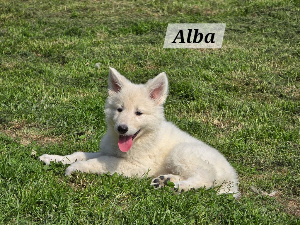 Des Hauts De Menaurupt - Chiots disponibles - Berger Blanc Suisse